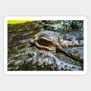 Alligator eye Sticker